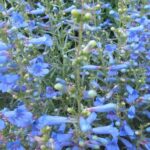 Penstemon Electric Blue Perennial Garden (Large) Plug Plants Pack x6