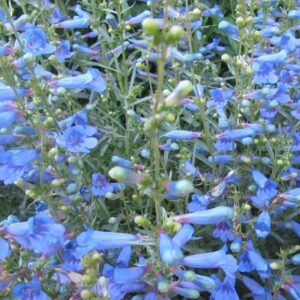 Penstemon Electric Blue Perennial Garden (Large) Plug Plants Pack x6
