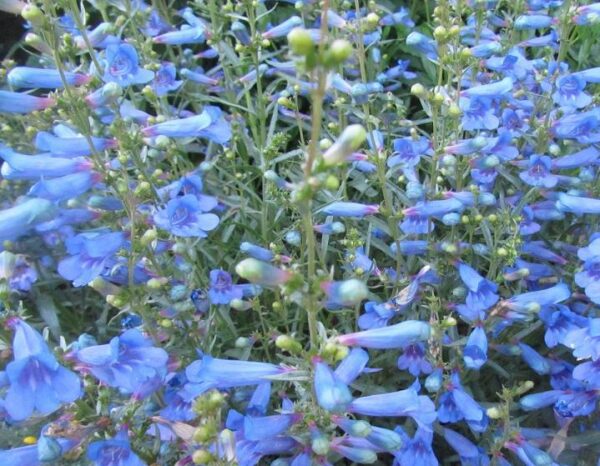 Penstemon Electric Blue Perennial Garden (Large) Plug Plants Pack x6