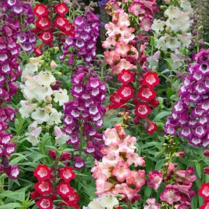 Penstemon F1 Arabesque™ Mix Perennial Plug Plants Pack x6