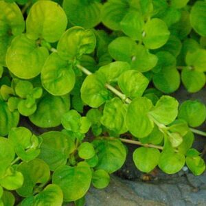 Lysimachia 'Creeping Jenny' Perennial Garden Trailing Plug Plants Pack x6