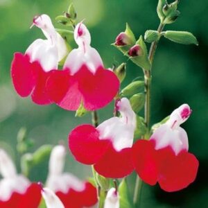 Salvia 'Hot Lips' Perennial Garden Plug Plants Pack x6