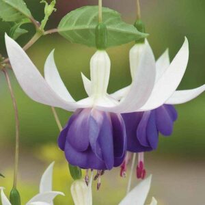 Fuchsia Hardy Bush 'Delta's Sarah' Summer Garden Plug Plants Pack x6
