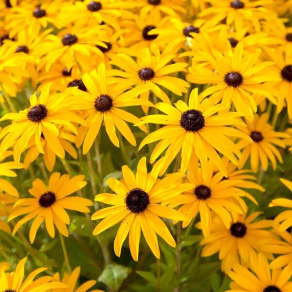 Rudbeckia 'Goldsturm' Perennial Garden Plug Plants Pack x6