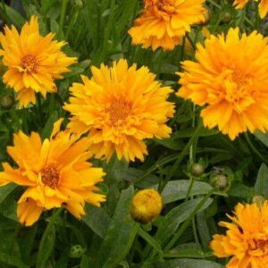 Coreopsis 'Early Sunrise' Perennial Garden Plug Plants Pack x6