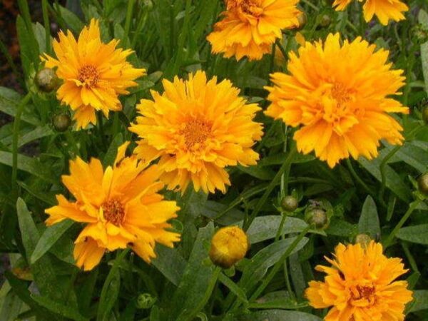 Coreopsis 'Early Sunrise' Perennial Garden Plug Plants Pack x6