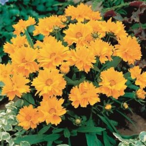 Coreopsis Grandiflora Dwarf 'Presto' Perennial Garden Plug Plants Pack x6