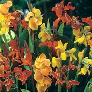 Canna Lily 'Mixed' Special Selection Large Garden Plug Plants Pack x6