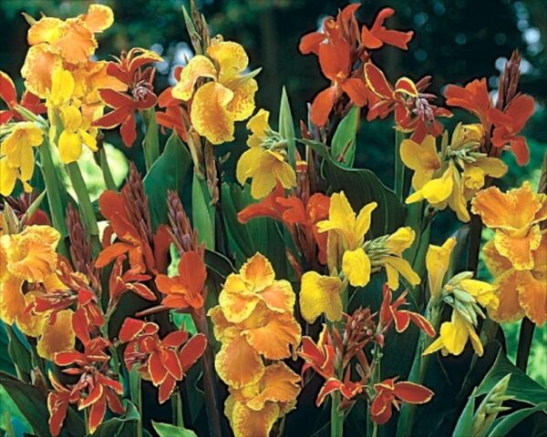 Canna Lily 'Mixed' Special Selection Large Garden Plug Plants Pack x6