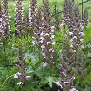 Acanthus Mollis 'Morning Candle®' Bulbs/Tubers Pack x1 Bareroot Perennial