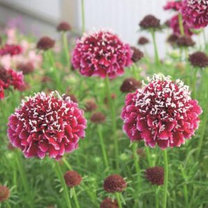 Scabious / Scabiosa Columbaria Barroca Pack x6 Plug Plants