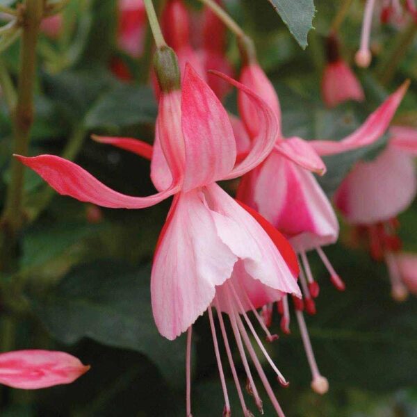 Fuchsia Hardy Bush 'Shrimp Cocktail' Summer Garden Plug Plants Pack x6