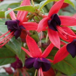 Fuchsia Hardy Climbing 'Lady Boothby' Summer Garden Plug Plants Pack x6