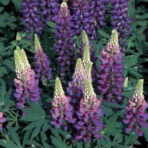 Lupin / Lupinus 'Dwarf Gallery Blue' Perennial Garden Plug Plants Pack x6