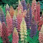 Lupin / Lupinus 'Dwarf Gallery Mixed' Perennial Plug Plants Pack x6