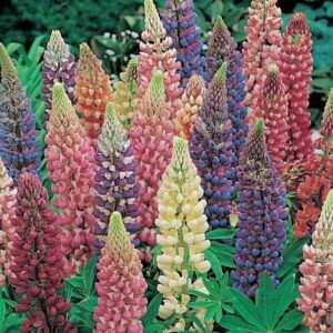 Lupin / Lupinus 'Dwarf Gallery Mixed' Perennial Plug Plants Pack x6