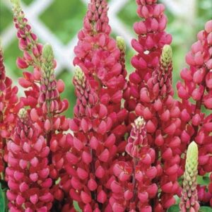 Lupin / Lupinus 'Dwarf Gallery Red' Perennial Garden Plug Plants Pack x6