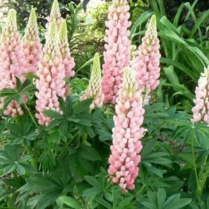 Lupins / Lupinus 'Dwarf Gallery Pink' Perennial Garden Plug Plants Pack x6