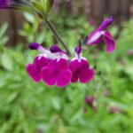 Salvia 'Amethyst Lips' Perennial Garden Plug Plants Pack x6