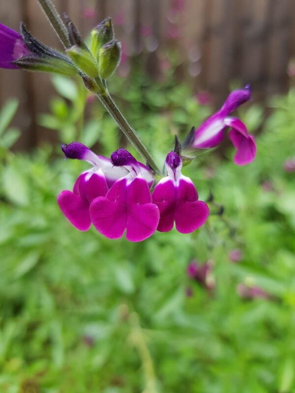 Salvia 'Amethyst Lips' Perennial Garden Plug Plants Pack x6