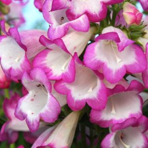 Penstemon Special Pensham 'Laura' Perennial Plug Plants Pack x6
