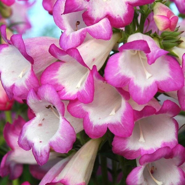 Penstemon Special Pensham 'Laura' Perennial Plug Plants Pack x6