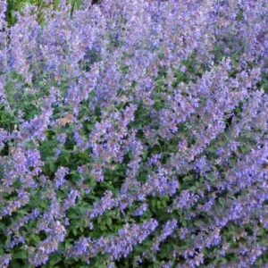 Nepeta Faassenii Six Hills Giant Catmint Perennial 9cm Pot Plants Pack x3
