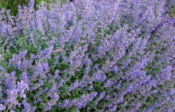 Nepeta Faassenii Six Hills Giant Catmint Perennial 9cm Pot Plants Pack x3