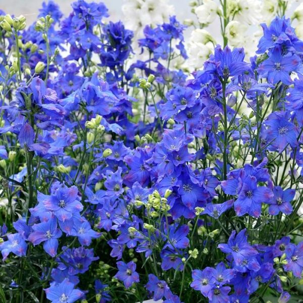 Delphinium Grandiflorum Dwarf Diamonds Blue™ (LARGE) Plug Plants Pack x6