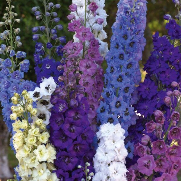 Delphinium Pacific Giants Mix Perennial Garden Plug Plants Pack x6