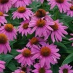 Echinacea 'Purpurea' Pow Wow Wild Berry LARGE Perennial Plug Plants Pack x6