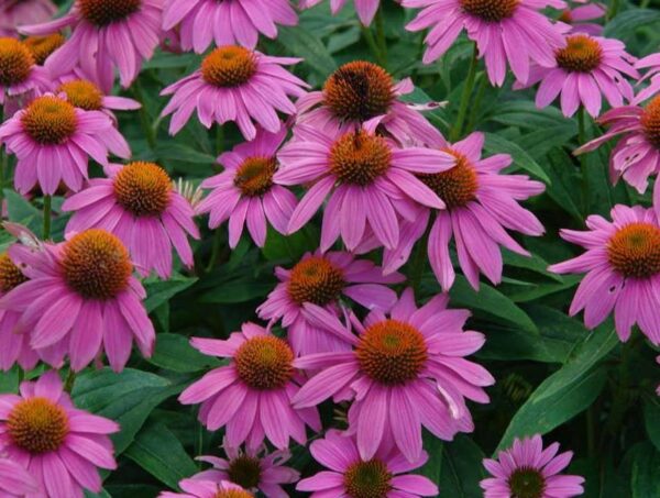 Echinacea 'Purpurea' Pow Wow Wild Berry LARGE Perennial Plug Plants Pack x6
