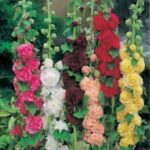 Hollyhock Alcea 'Chater Double Mixed' LARGE Perennial Plug Plants Pack x6
