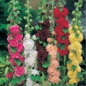 Hollyhock Alcea 'Chater Double Mixed' LARGE Perennial Plug Plants Pack x6