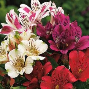 Alstroemeria Inticancha Mixed LARGE Size 50mm Plug Plants Pack x3