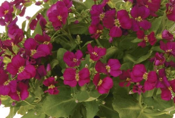 Arabis 'Lotti Deep Rose' Perennial Low Growing Plug Plants Alpine Pack x6