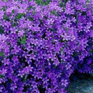 Campanula Portenschlagiana 'Catharina' Perennial Plug Plants Pack x6