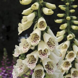 Foxglove 'Cream Hybrid Dalmatian F1 Bi-Annual Cottage Garden Plug Plants Pack X6