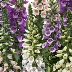 Foxglove Dalmation Mixed Digitalis Plug Plants Bi-Annual Pack x6