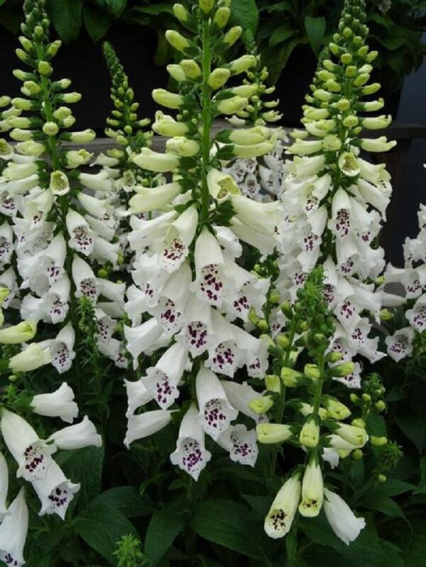 Foxglove 'White' Hybrid Dalmatian F1 Bi-Annual Cottage Garden Plug Plants Pack X6