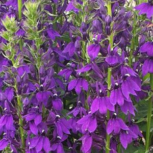 Lobelia 'Starship Blue' Perennial (LARGE) Plug Plants Pack x6
