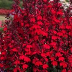 Lobelia Starship™ Scarlet Perennial Plug Plants Pack x6