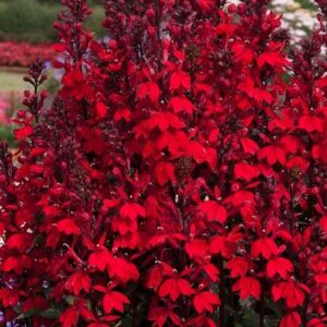 Lobelia Starship™ Scarlet Perennial Plug Plants Pack x6