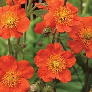 Geum 'Koi Orange' Perennial Garden Plug Plants Pack x6