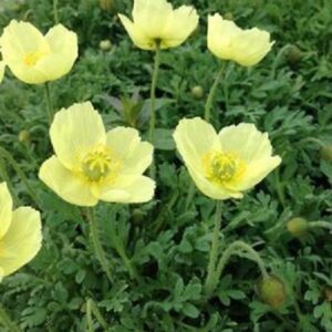 Papaver Dwarf Poppy Moondance Perennial Alpine (LARGE) Plug Plants Pack x6