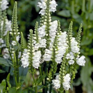 Physostegia 'Crystal Peak' White Perennial Plug Plants Pack x6