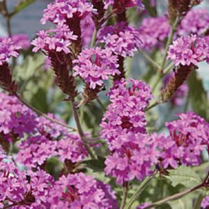 Verbena Hardy Rigida Santos Purple Perennial (LARGE) Plug Plants Pack x6