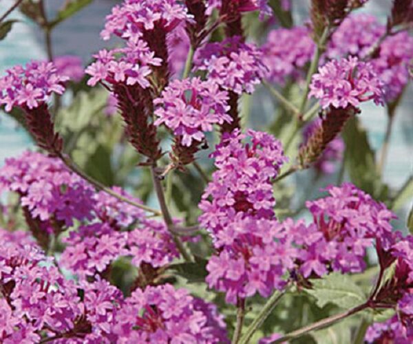 Verbena Hardy Rigida Santos Purple Perennial (LARGE) Plug Plants Pack x6