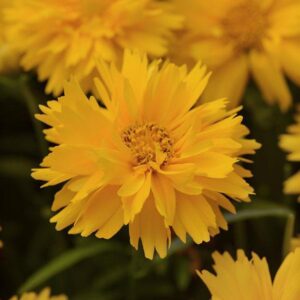 Coreopsis Grandiflora 'Double the Sun' Perennial Plug Plants Pack x6