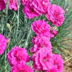 Dianthus 'Devon Wizard' Pinks Perennial Garden Plug Plants Pack x6
